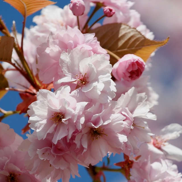 Siljes træ i blomst